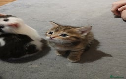 Mixed Breed cats for sale: 6 beautiful kittens - Image 9