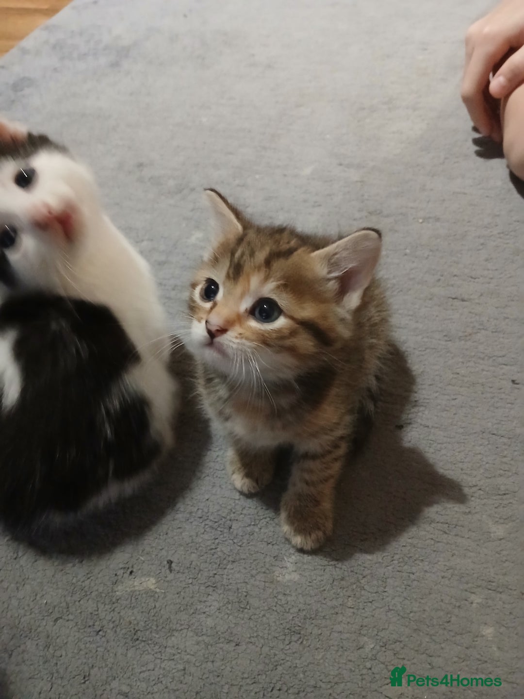 Mixed Breed cats for sale: 6 beautiful kittens - Image 9