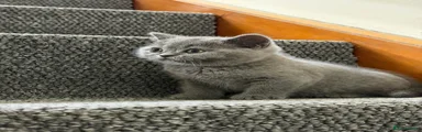British Shorthair Kitten 1