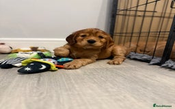 Cocker Spaniel dogs for sale: Show Type Cocker Spaniels - Image 12