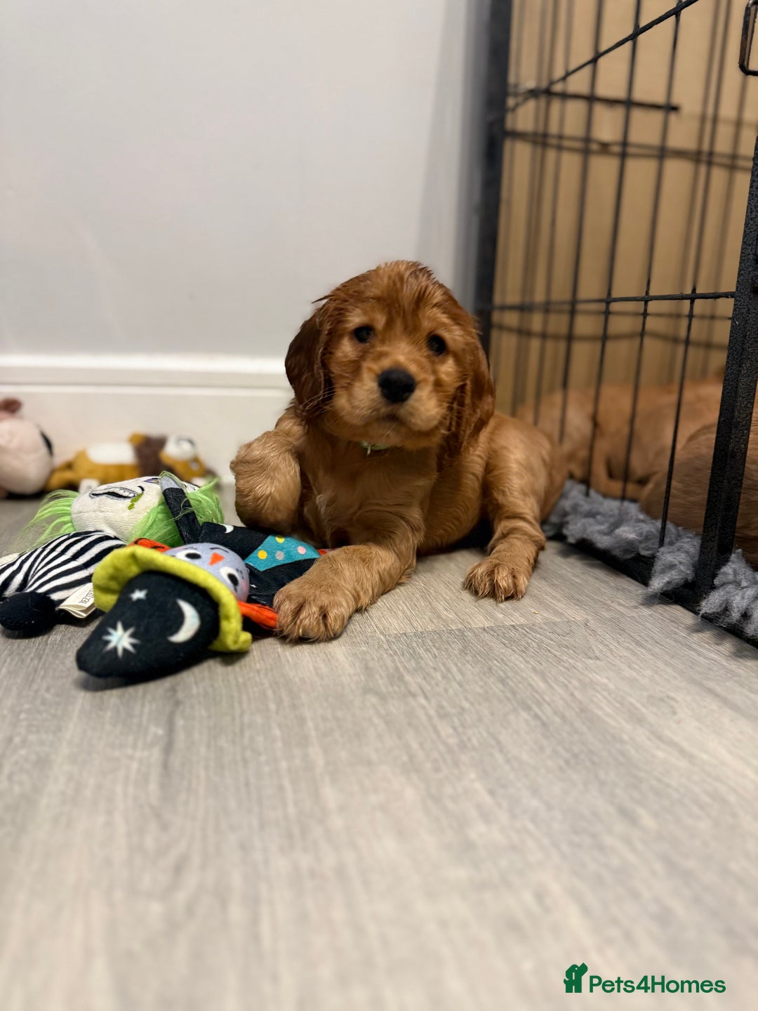 Cocker Spaniel dogs for sale: Show Type Cocker Spaniels - Image 12