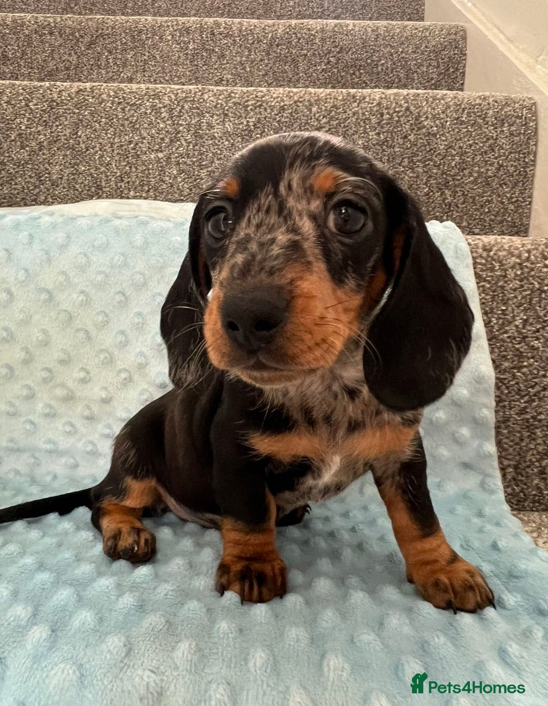 Miniature Dachshund dogs for sale: *REDUCED* 2 stunning female pups left - Image 30