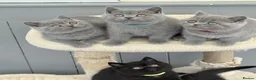 British Shorthair cats for sale: GCCF reg British Shorthair kittens ready to go now - Advert 5