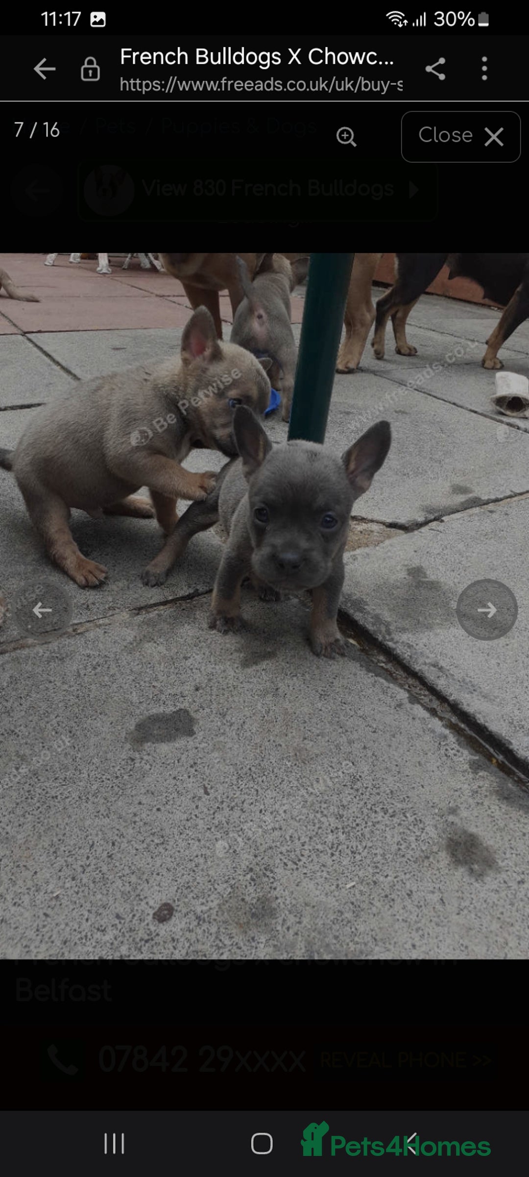 Mixed Breed dogs for sale: French bulldog X - Image 18