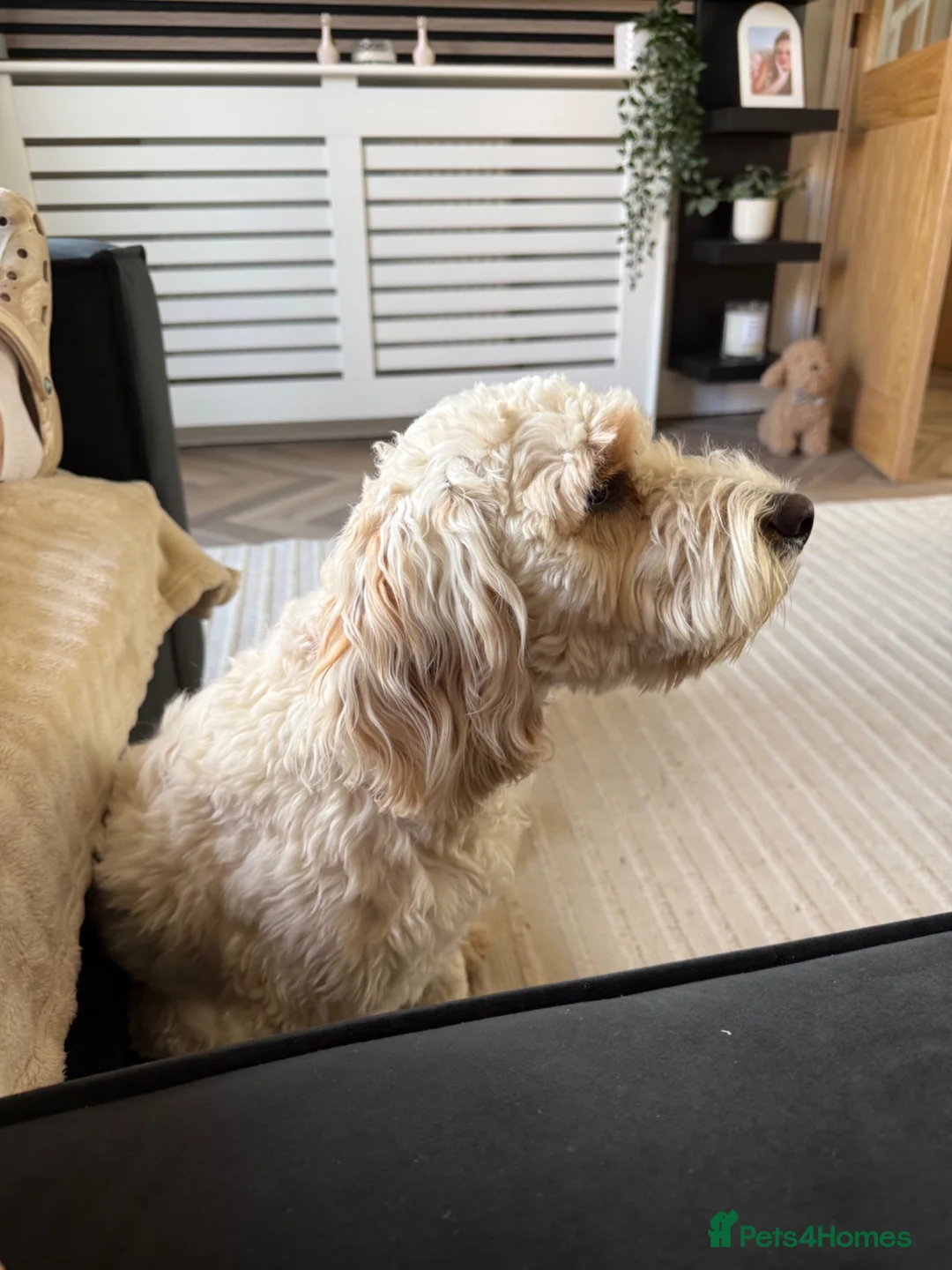 Cockapoo dogs for sale: 8 month old male Cockapoo - Advert 2