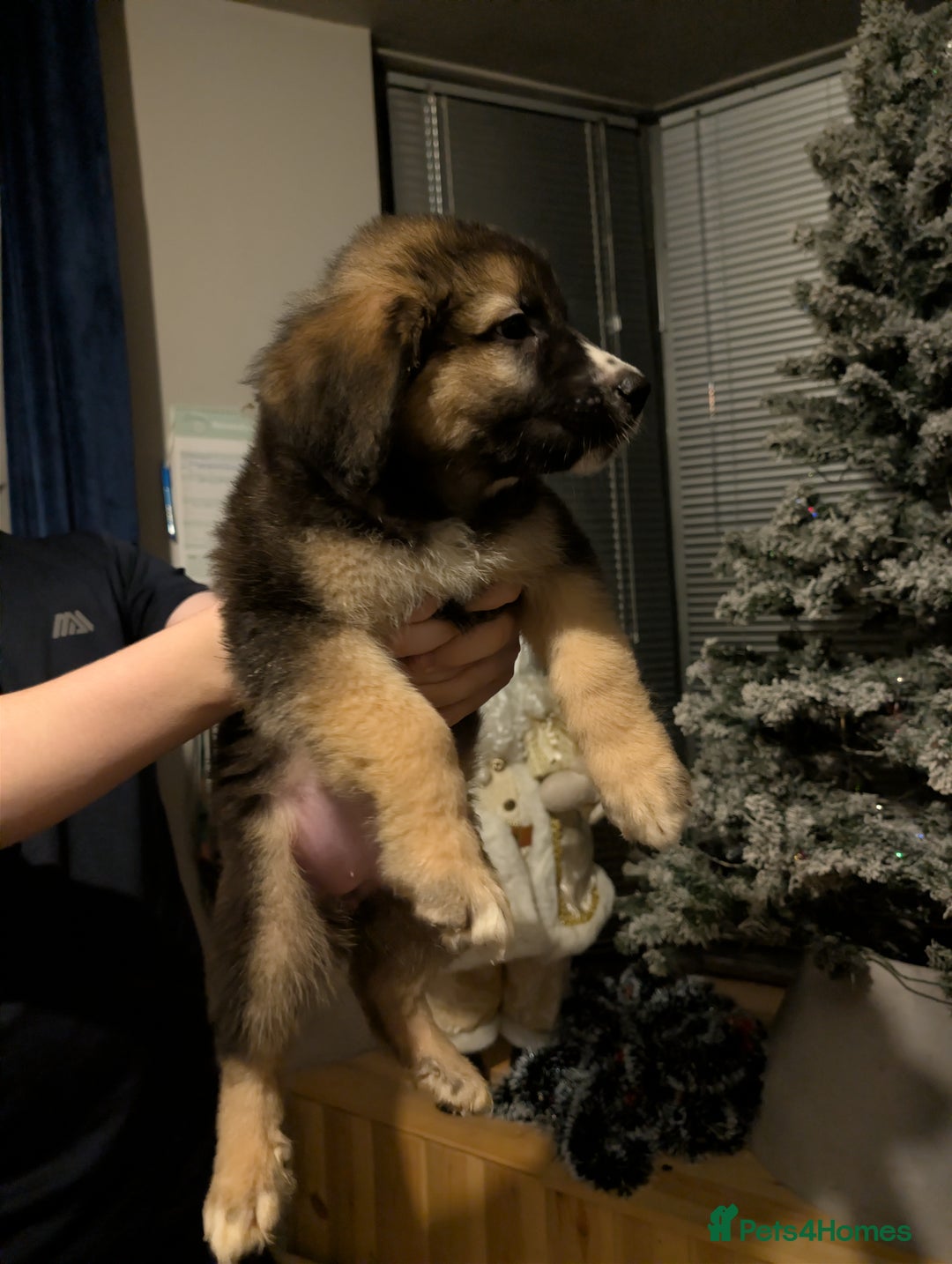 Mixed Breed dogs for sale: Bernese mountain dog X white swiss Shepard pups - Image 3