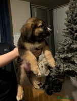 Mixed Breed dogs - Advert 16