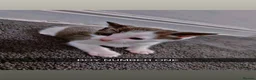 Mixed Breed cats for sale: FOR SALE  in Bradford - Advert 9