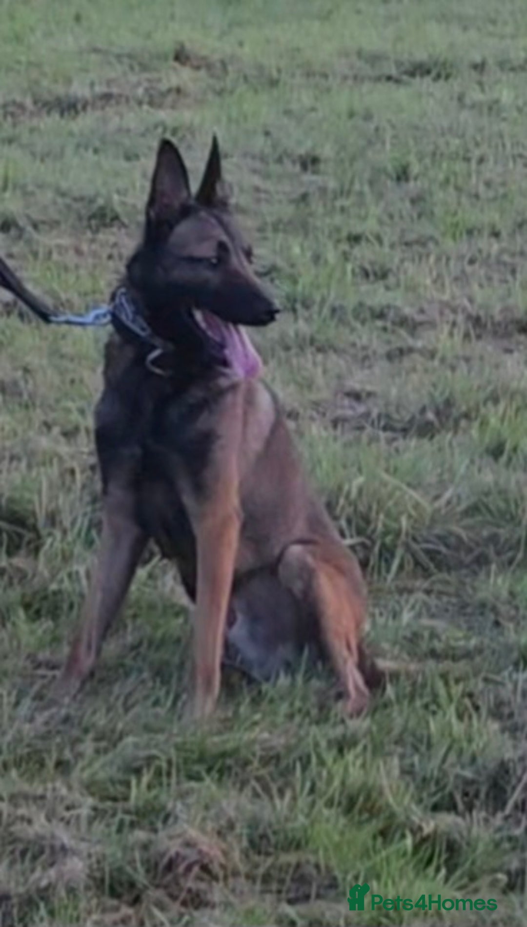 Belgian Shepherd Dog dogs for stud: 🔥🔥The infamous LampaK9 KHAOS 🔥🔥 - Advert 1