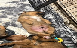 Mixed Breed dogs for sale: F4 STAFFWEILERS - Image 4