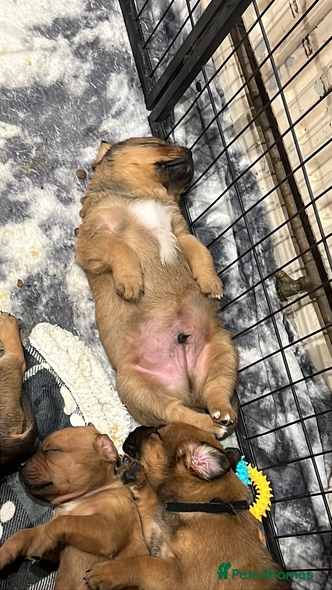Mixed Breed dogs for sale: F4 STAFFWEILERS - Image 4