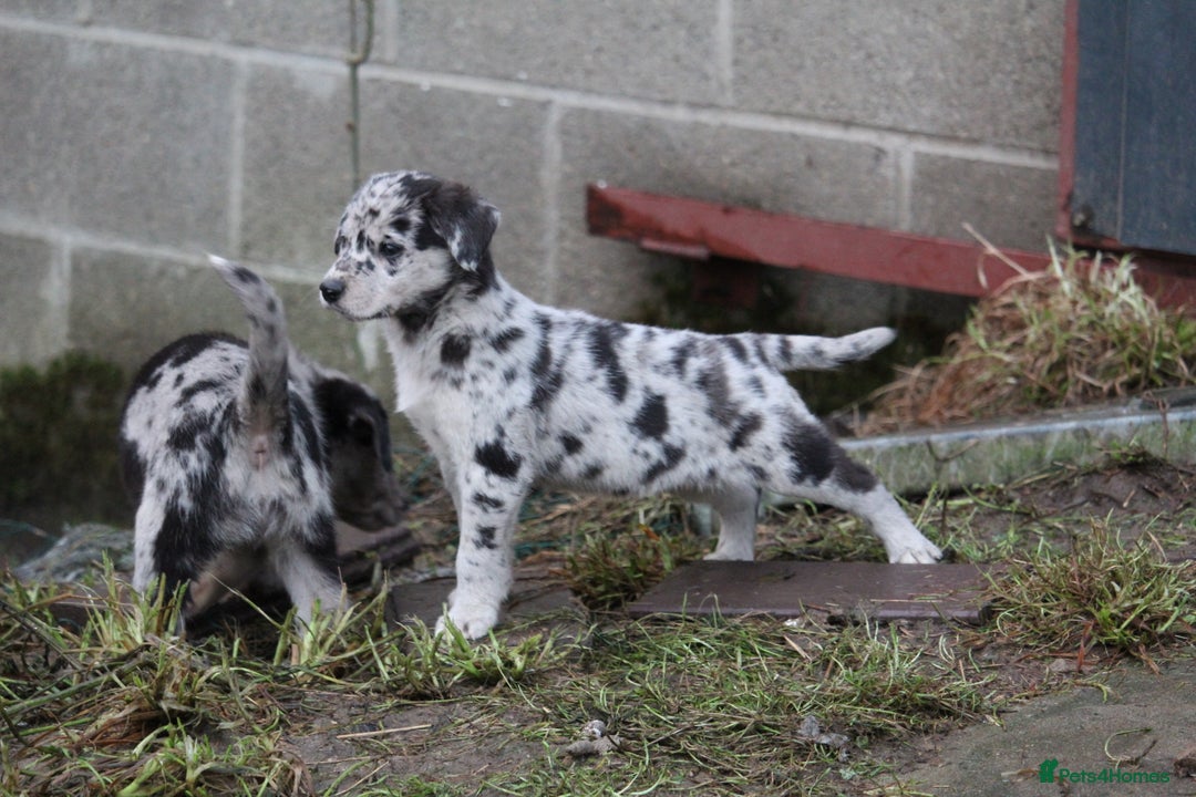 Borador dogs for sale: Labrador x Collie puppies - Image 11