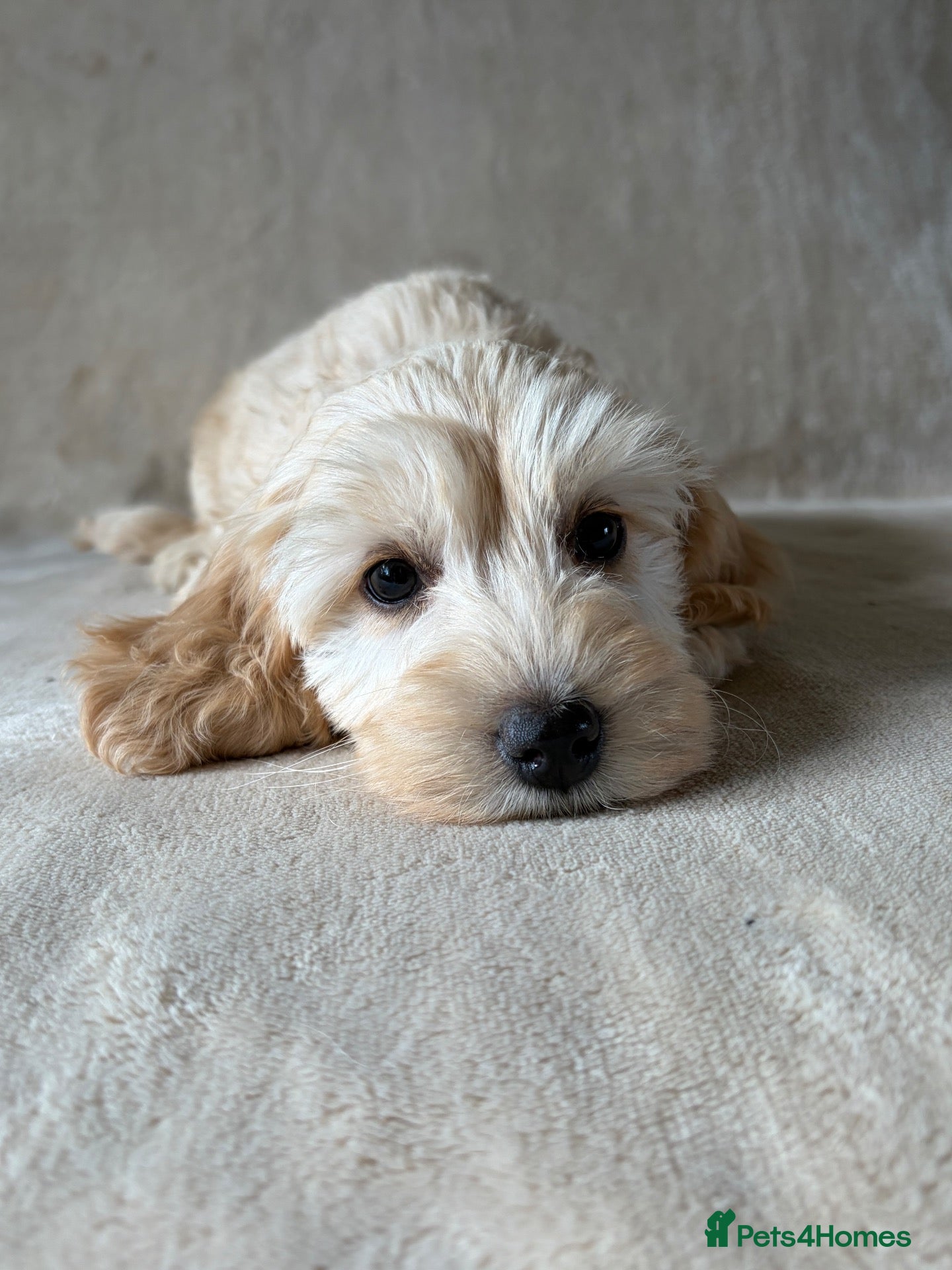Cockapoo dogs Adorable cockapoo pups - Advert 1