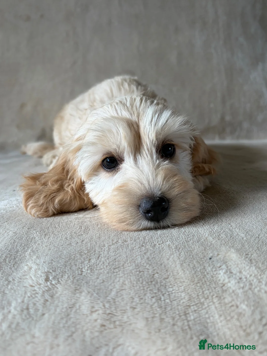 Cockapoo dogs for sale: Adorable cockapoo pups - Advert 1