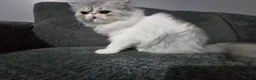 Persian cats for sale: Adorable Silver Tabby Persian Kitten for Sale  - Advert 10