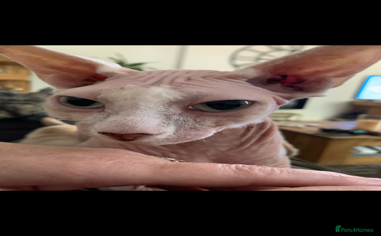 Sphynx cats - Advert 5
