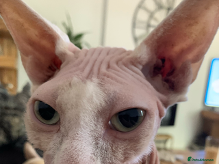 Sphynx cats - Advert 1