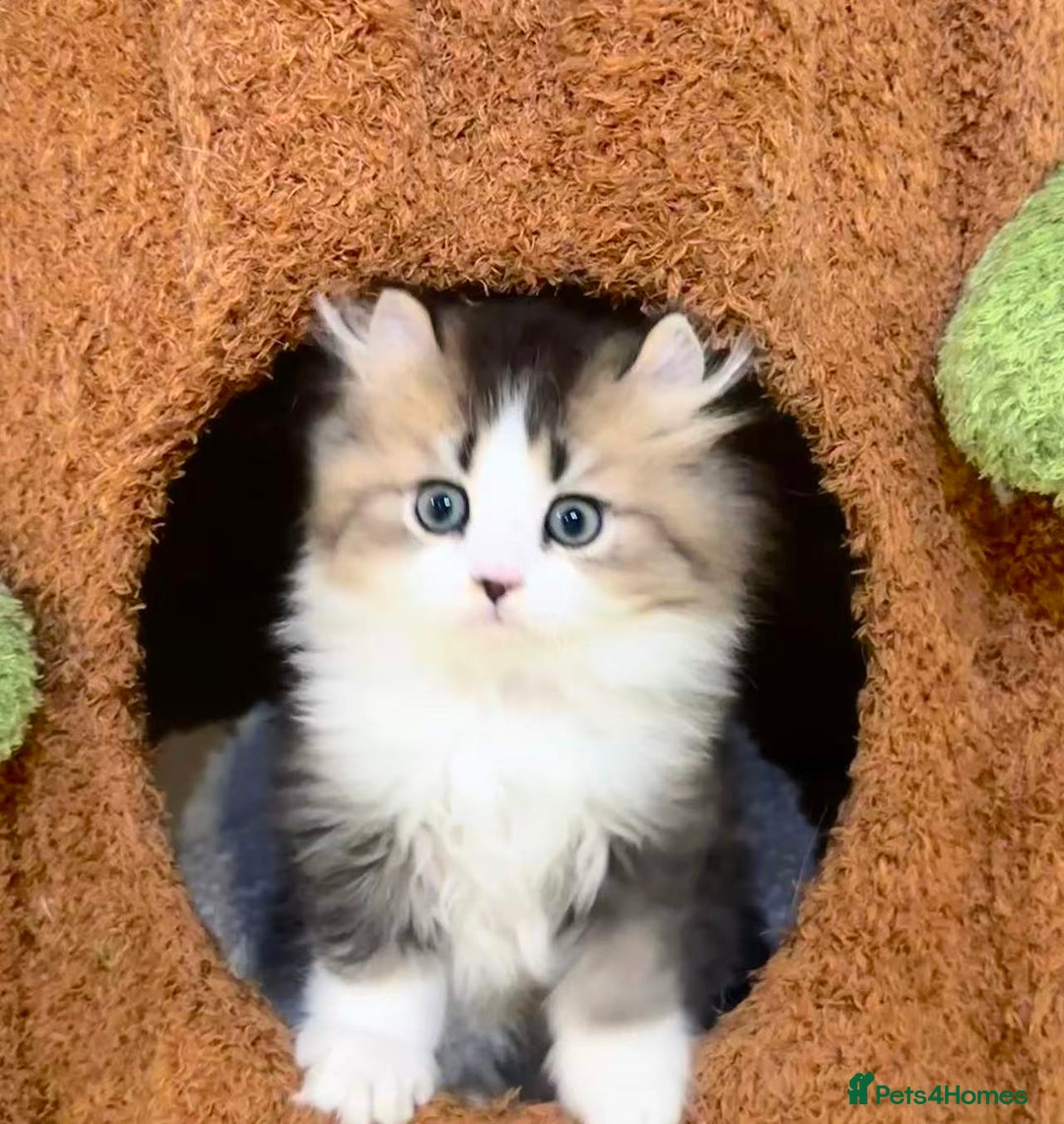 Munchkin cats for sale: Super stunning & rare Minuet - Image 25