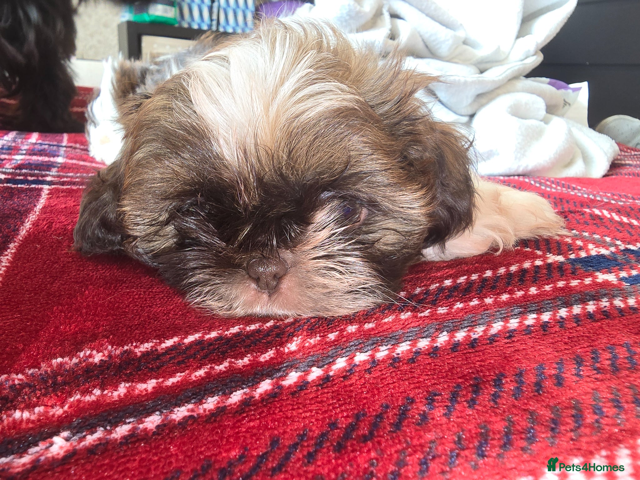 Shih Tzu dogs Boy shihtzu  - Advert 2