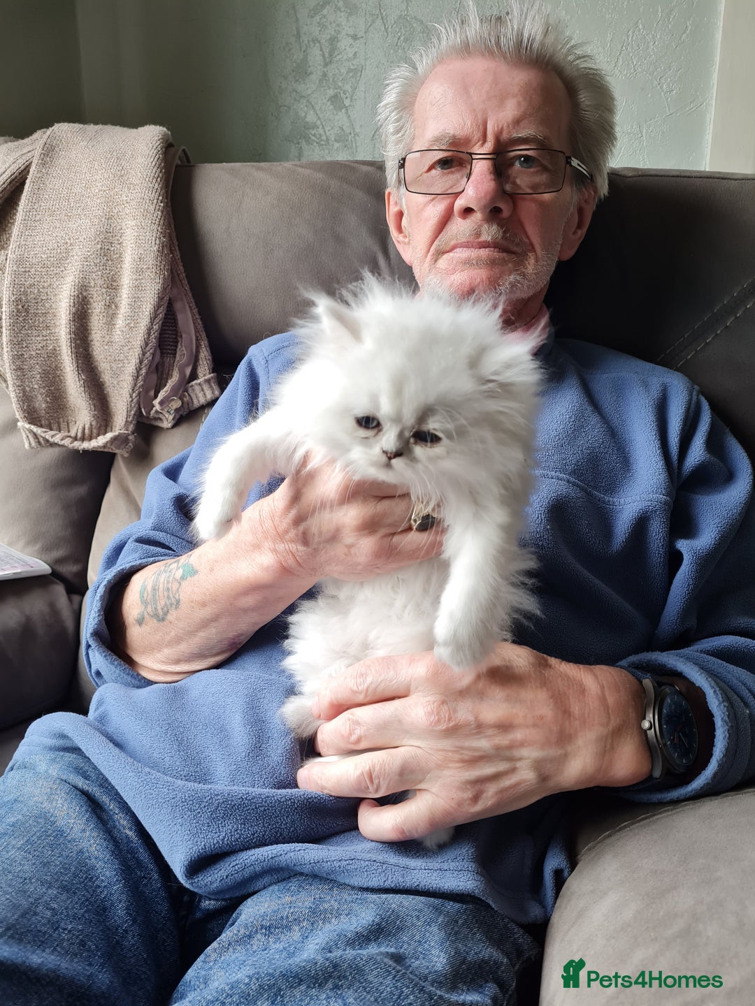 Persian cats for sale: Pedigree Chinchilla Persian kittens  - Advert 11