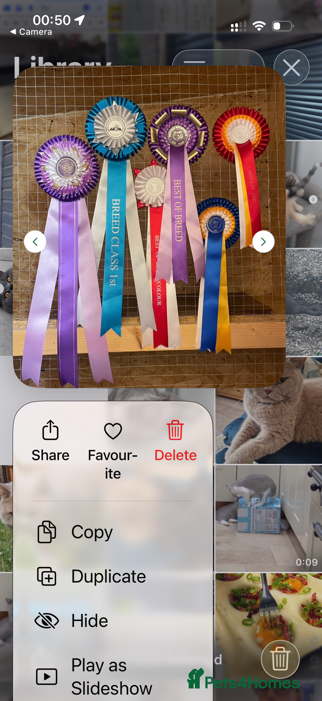 British Shorthair cats for stud: Champion Blue Boy, Kotoffski Lines FOR STUD - Advert 10