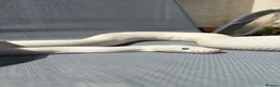 Python Snake reptiles for sale: Blue eyed Lucy female  in Blackpool - Advert 4