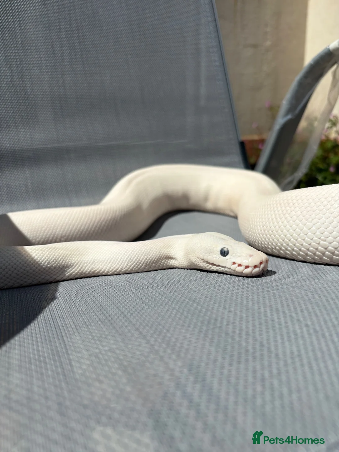 Python Snake reptiles for sale: Blue eyed Lucy female  in Blackpool - Advert 4