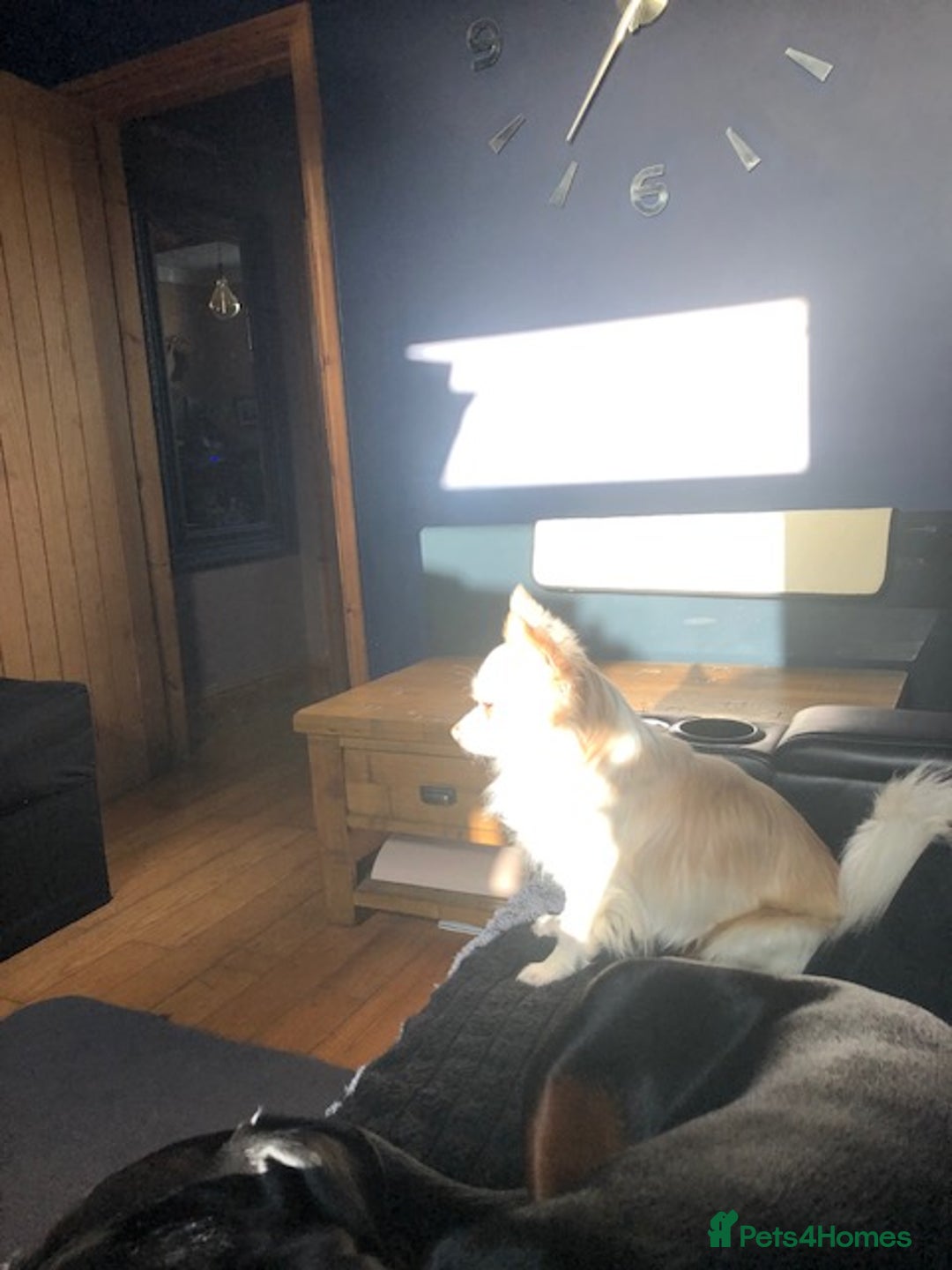 Mixed Breed dogs for sale: 2 Dogs - 7 months old  - Advert 2