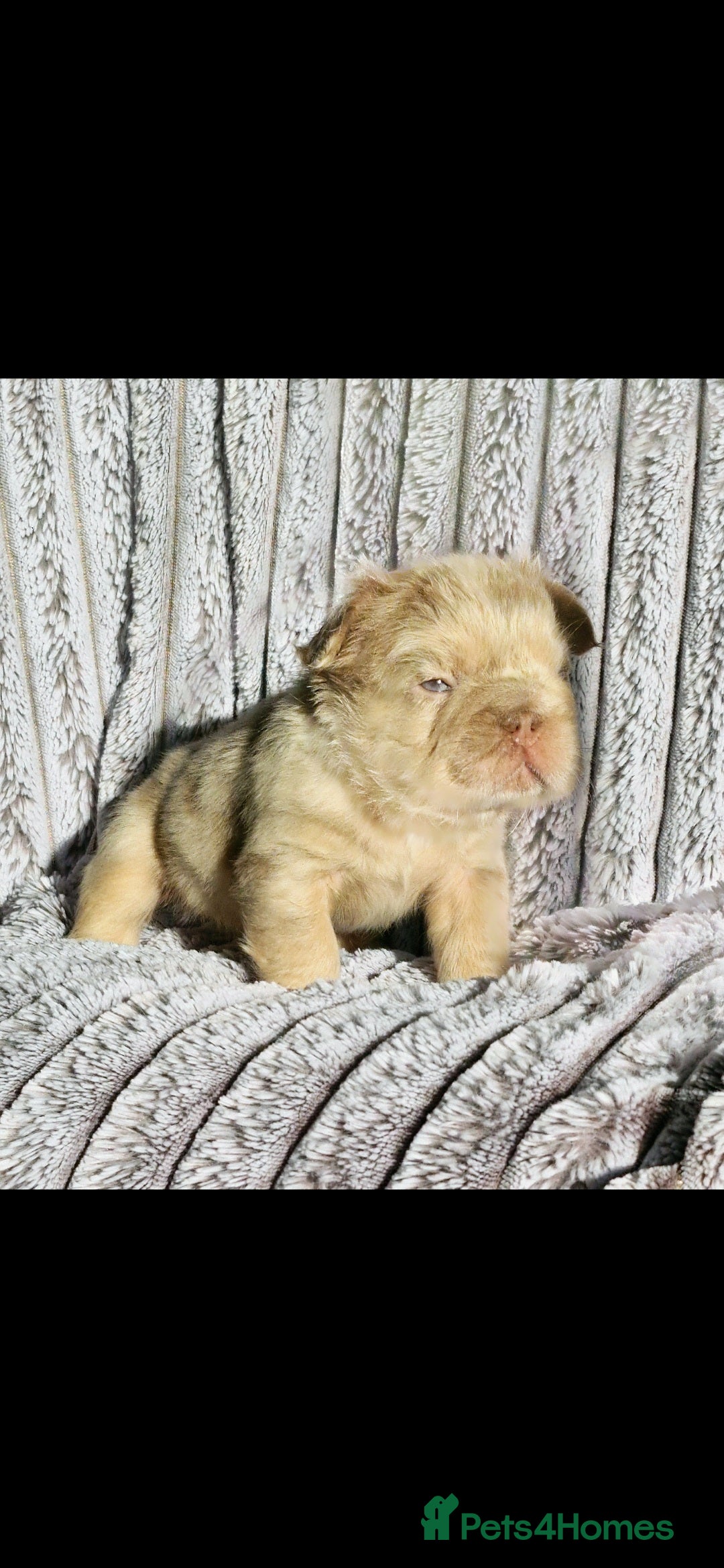 French Bulldog dogs for sale: Stunning puppies from £1500 - Advert 2