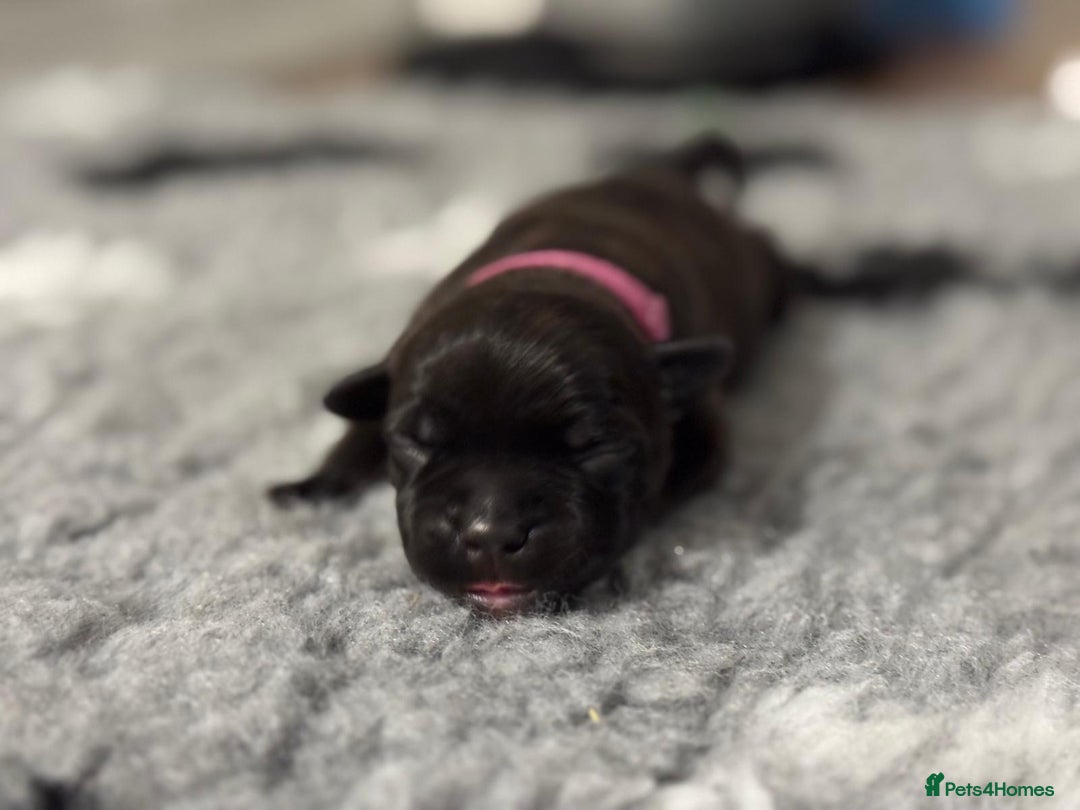 Staffordshire Bull Terrier dogs for sale: 🏆BLUE CHAMPION STAFFORDSHIRE BULL TERRIER PUPS  - Image 6