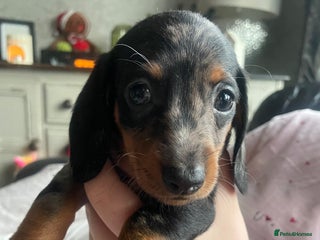Dachshund dogs Beautiful Litter Standard Smooth Dachshunds - Advert 19