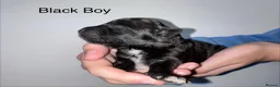 Mixed Breed dogs for sale: Lassie/Border Collie X Miniature Poodle - Advert 5