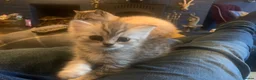 Exotic cats for sale: Beautiful exotic kittens  - Advert 4