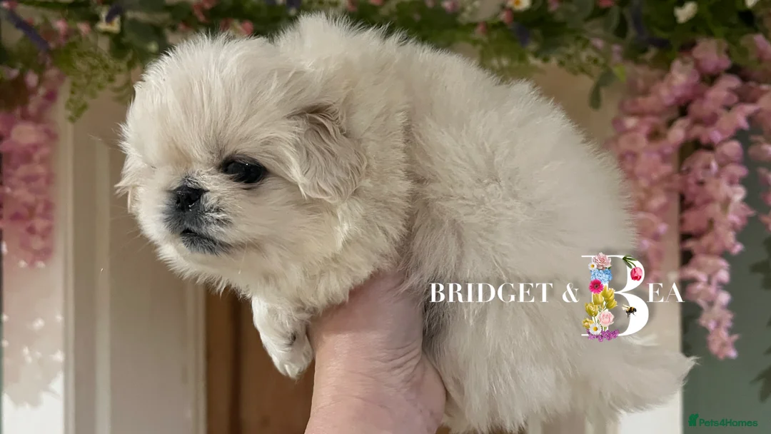 Pekingese dogs for sale: 🩷READY NOW 1 girl 1 boy 🩵 - Advert 11