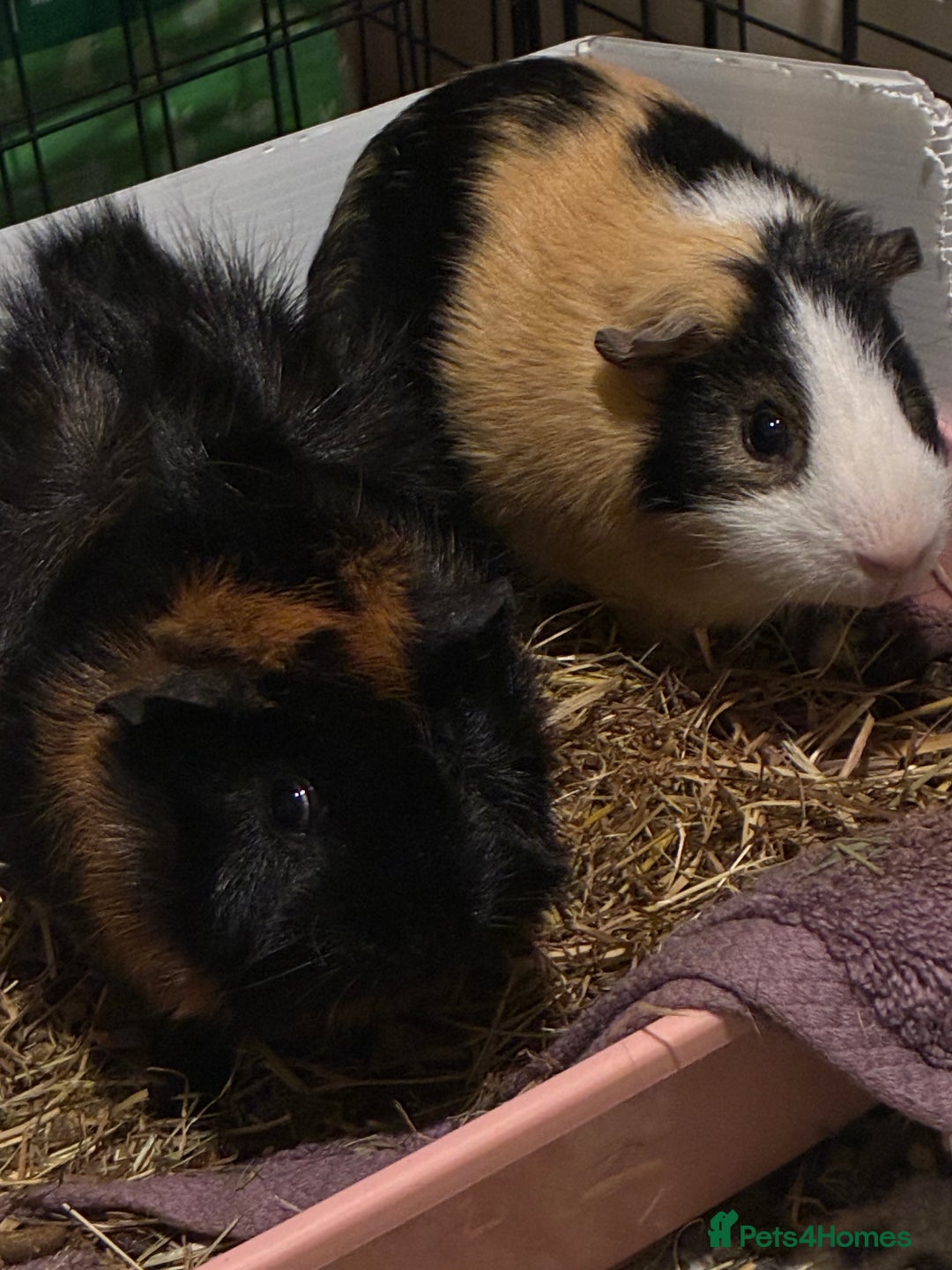 Guinea Pig rodents for sale: 2 Male Guinea Pigs For Sale  - Image 1