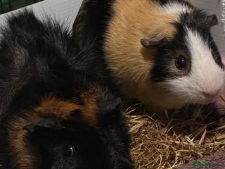 Guinea Pig rodents for sale - Advert 1