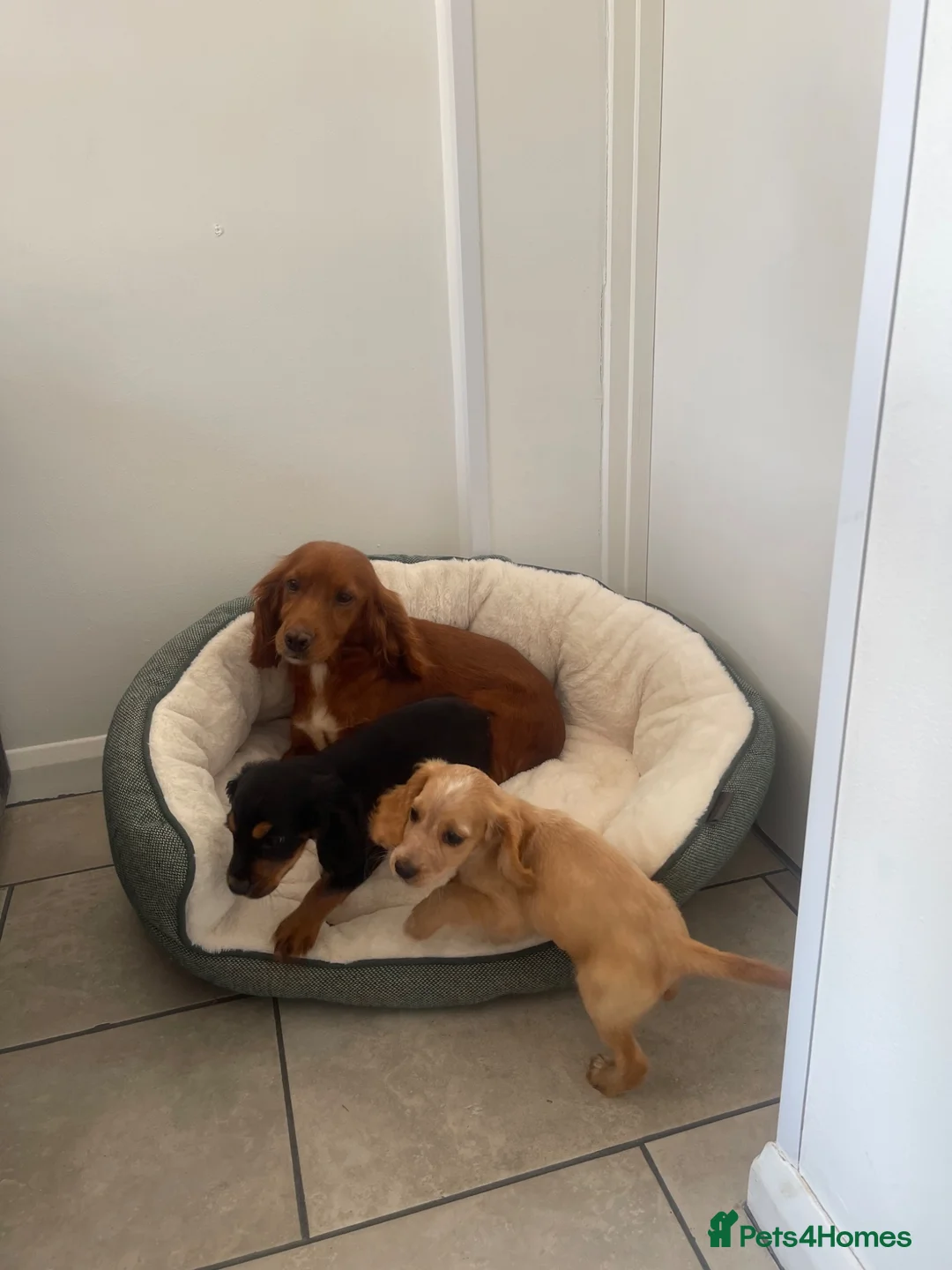 Cocker Spaniel dogs for sale: 4 outstanding cocker spaniels  - Advert 20