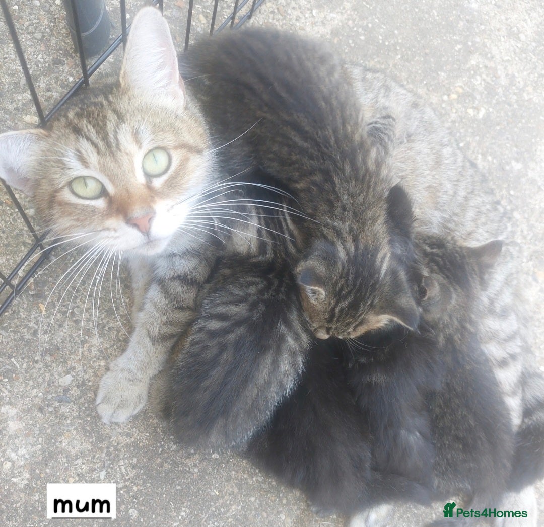 Mixed Breed cats Beautiful silver tabby kittens  - Advert 1