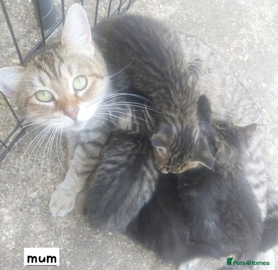 Mixed Breed cats for sale: Beautiful silver tabby kittens  - Advert 1
