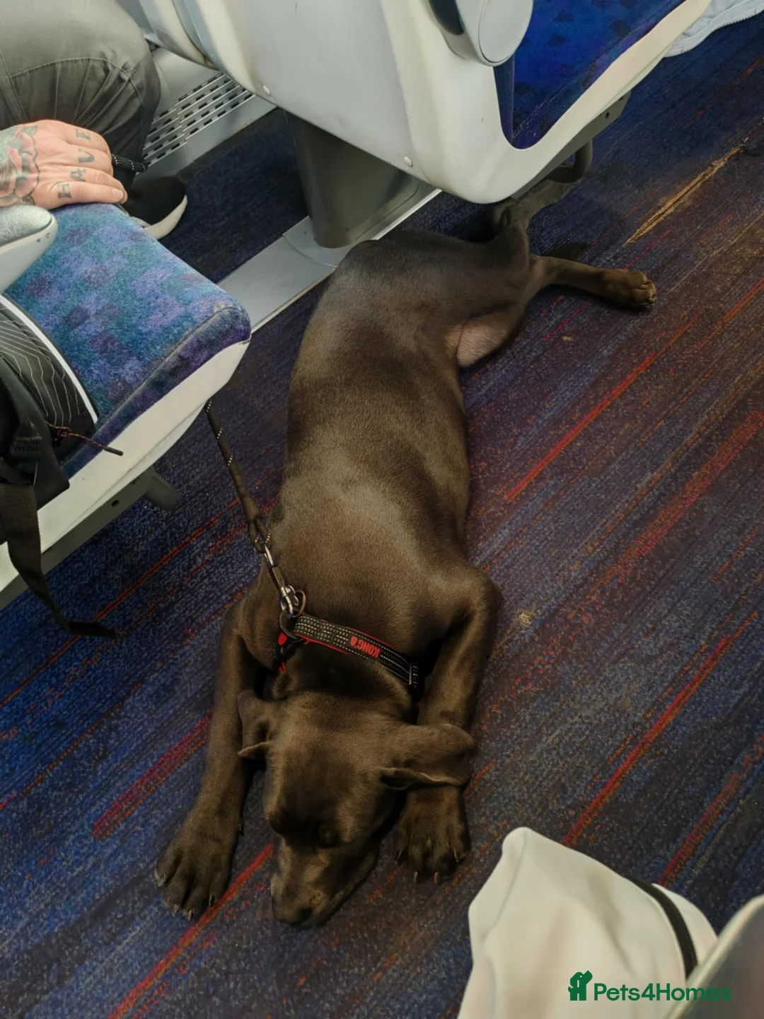 Cane Corso dogs for sale: Cane corso - Advert 12