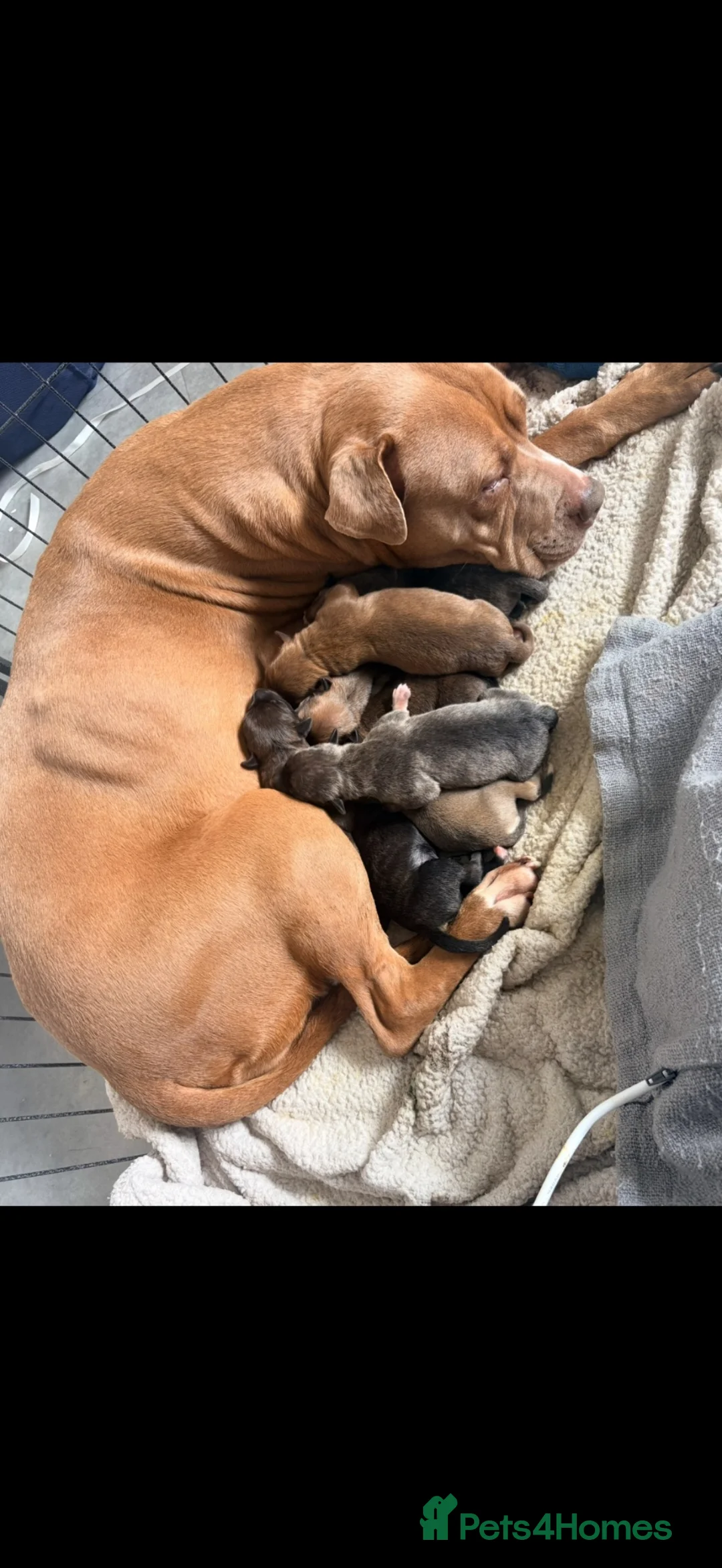 Mixed Breed dogs for sale: Saluki Bull Grey Puppies - Advert 2