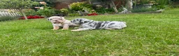 English Bulldog dogs for sale: Top Quality English Bulldog Pups Not Your Usual  in Colchester - Advert 15