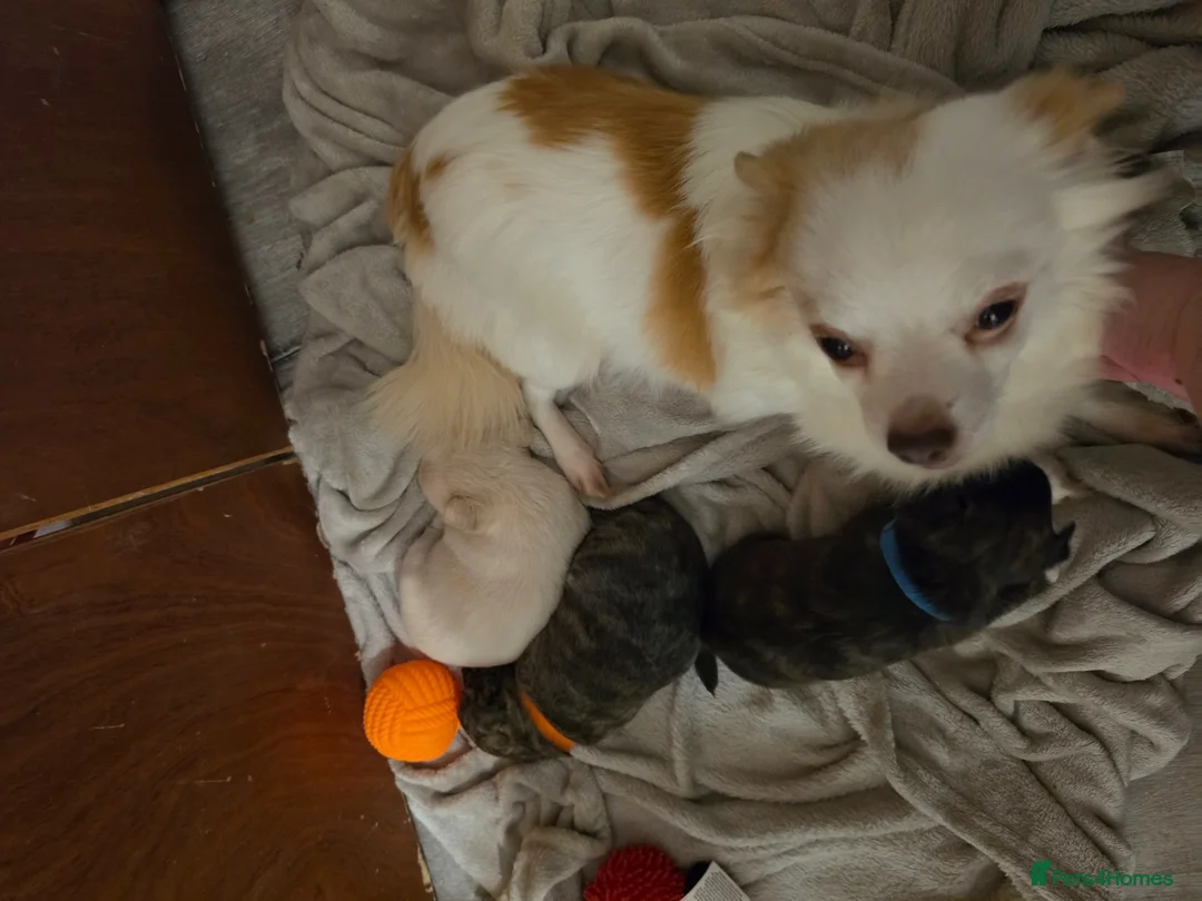 Chihuahua dogs for sale: RARE brindle chihuahua puppies in Winchester - Advert 2