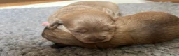 Chihuahua dogs for sale: Stunning Long Haired Chihuahua Puppies - Advert 15