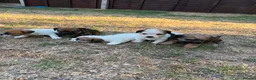 Jack Russell dogs for sale: jack russell puppies  - Advert 5