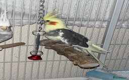 Cockatiels birds for sale: Bonded pair of PET only cockatiels  - Image 6