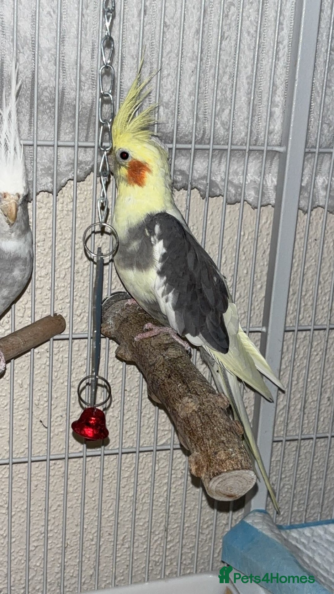 Cockatiels birds for sale: Bonded pair of PET only cockatiels  - Image 6
