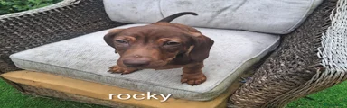 Dachshund rocky