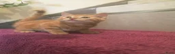 Mixed Breed cats for sale: Beautiful Male Kittens  in Glasgow - Advert 8