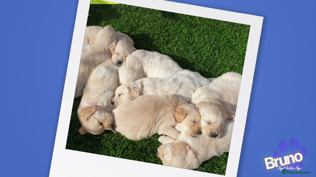 Golden Retriever dogs for stud: KCReg Well Proven Golden Stud, Health & DNA Tested in Wilmslow - Image 18